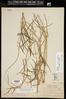 Lathyrus graminifolius image