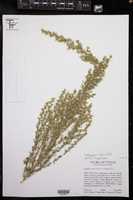 Laennecia sophiifolia image