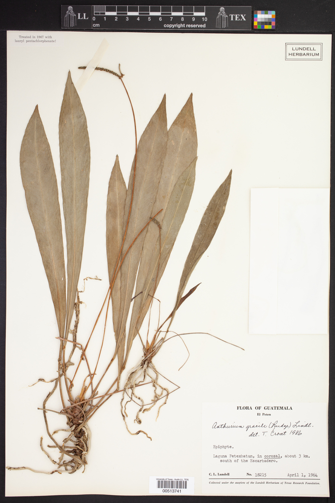 Anthurium gracile image