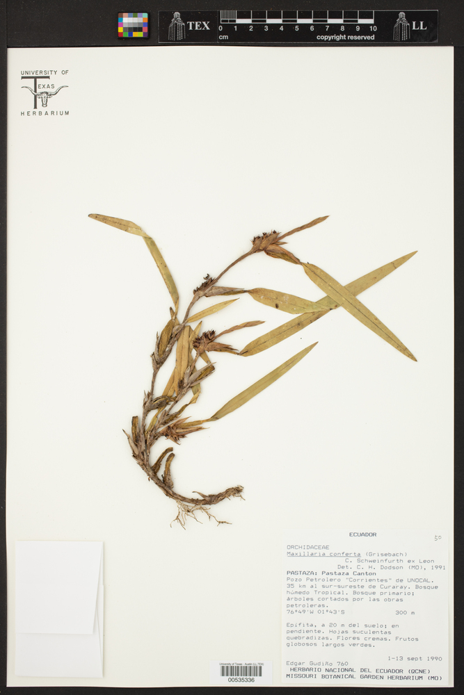 Maxillaria conferta image