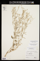 Croton bigbendensis image