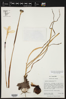 Zephyranthes drummondii image