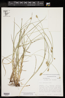 Carex perdentata image