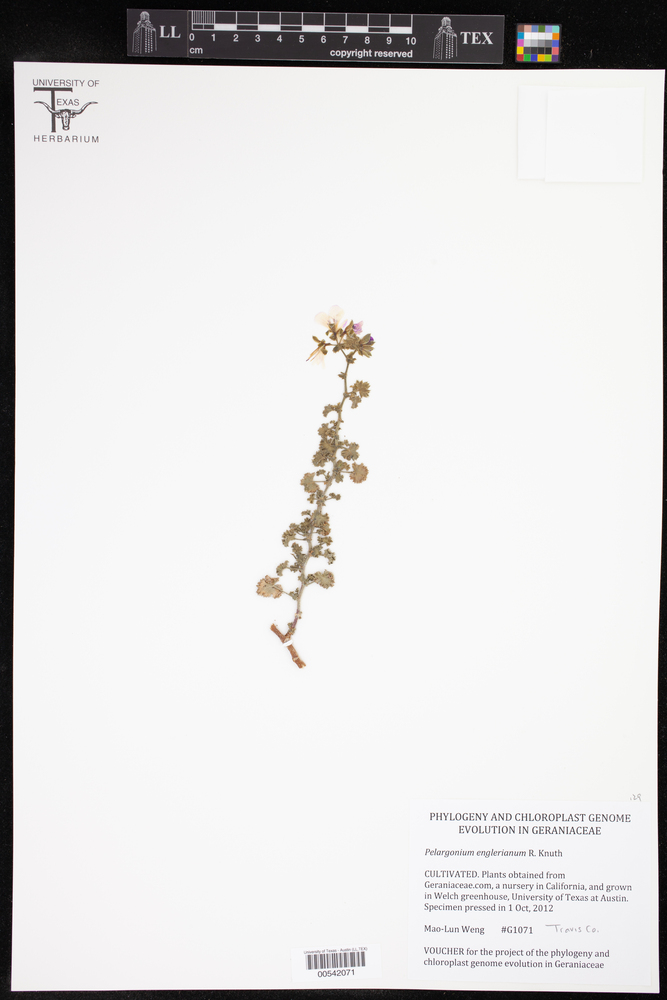 Pelargonium englerianum image