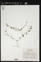 Utricularia perversa image