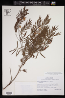 Acaciella angustissima var. suffrutescens image