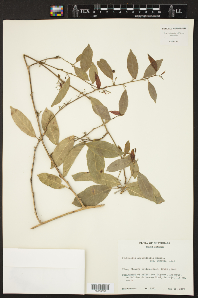Plukenetia angustifolia image