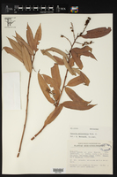 Agauria salicifolia image