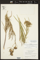 Asclepias longifolia subsp. hirtella image