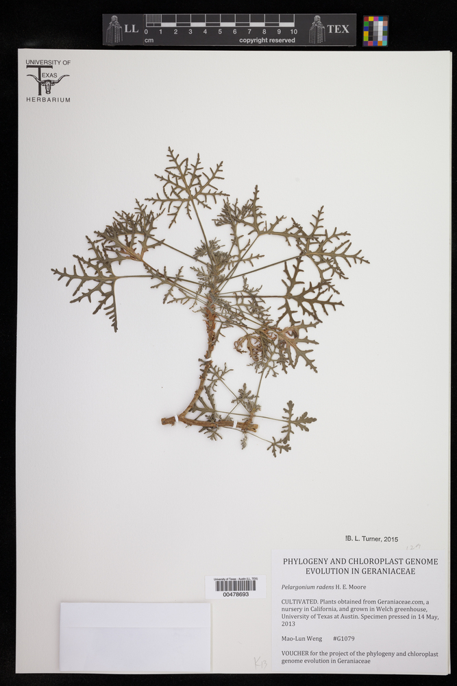 Pelargonium radens image