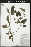 Cynanchum rensonii image