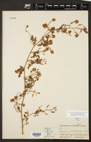 Serjania brachycarpa image
