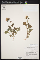 Phacelia patuliflora var. teucriifolia image