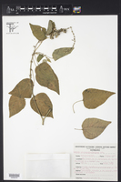 Croton ciliatoglandulifer image