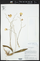 Oncidium bifolium image