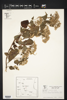 Eupatorium aschenbornianum image