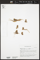 Mammillaria saboae subsp. haudeana image