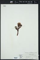 Orchis aristata image