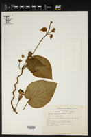 Matelea magnifolia image