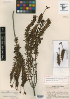Bouchea spathulata image
