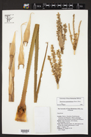 Dasylirion graminifolium image