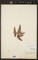 Thelypteris pilosa image