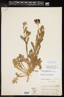 Gaillardia pulchella var. australis image
