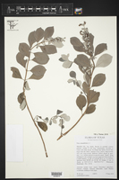 Vitex rotundifolia image