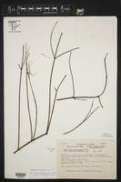 Euphorbia peganoides image