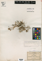 Astragalus pringlei image