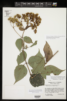 Desmanthodium fruticosum image