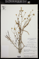 Croptilon hookerianum var. hookerianum image