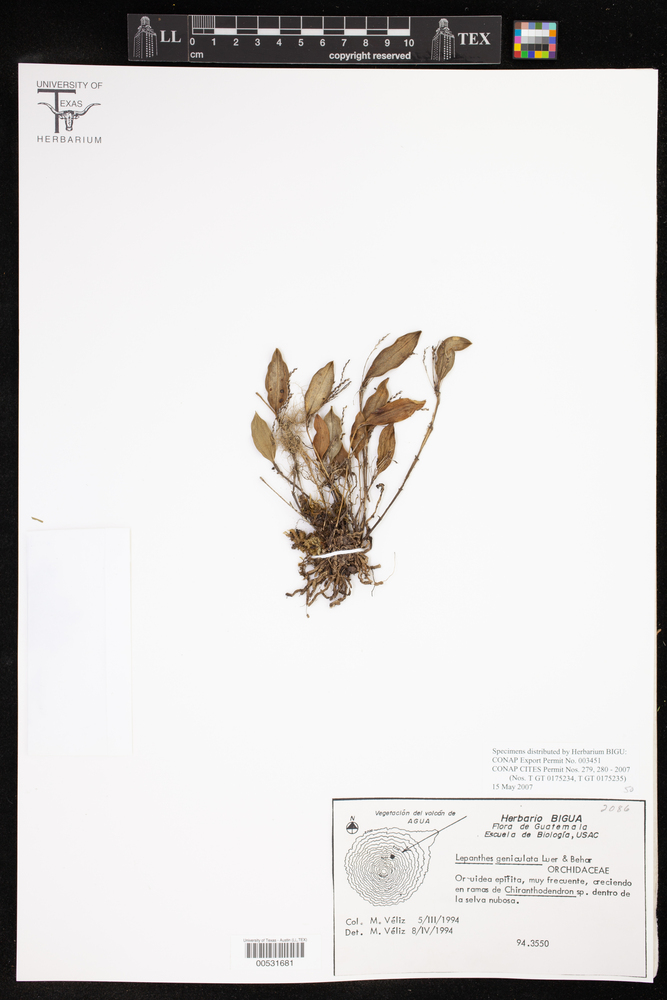 Lepanthes geniculata image