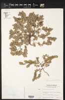 Chamaesyce velleriflora image