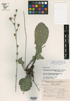Image of Acourtia bravohollisiana