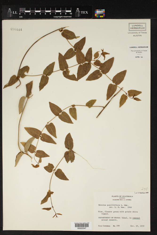 Matelea pusilliflora image