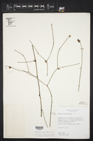 Euphorbia colletioides image