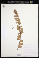 Andrachne phyllanthoides image