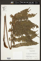 Didymochlaena truncatula image