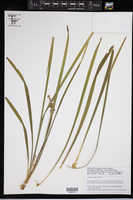Liriope exiliflora image