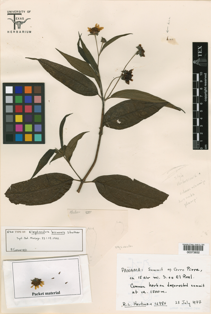 Elaphandra bicornis image