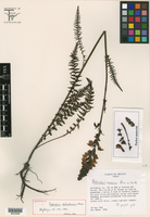 Image of Pedicularis chihuahuensis