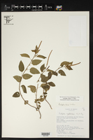 Acalypha dioica image