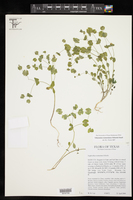 Euphorbia roemeriana image
