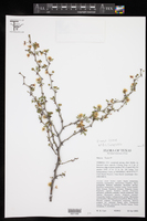 Mimosa texana image