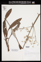 Eriogonum longifolium var. plantagineum image