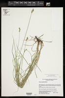 Carex hyalina image