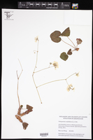 Image of Pelargonium cotyledonis
