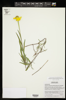 Heliopsis suffruticosa image