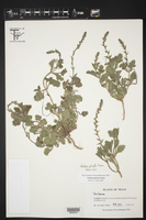 Verbena plicata image